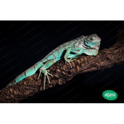 Iguana azul - Blue (pequeñas)